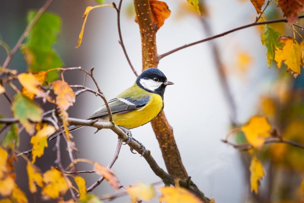 Синица-лазоревка летом