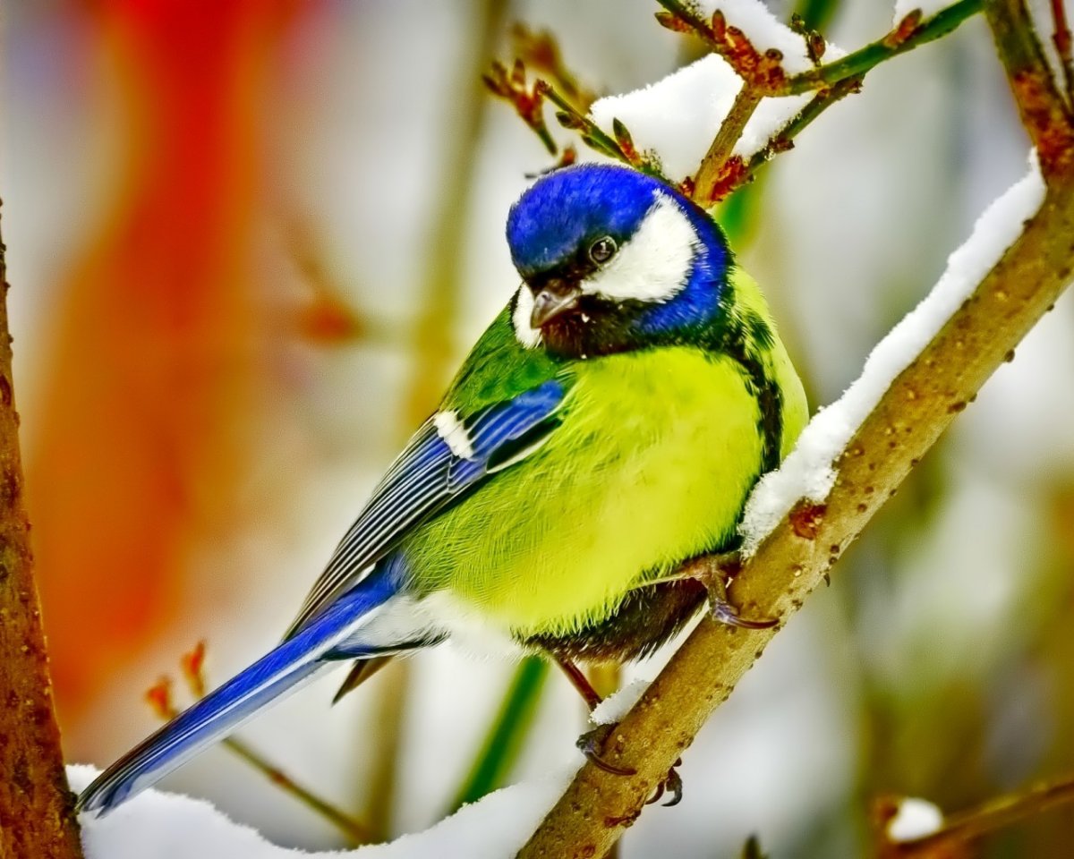 Ранняя Весна птички