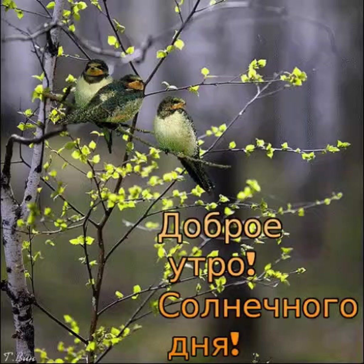 Доброе Весеннее утро благословенного дня