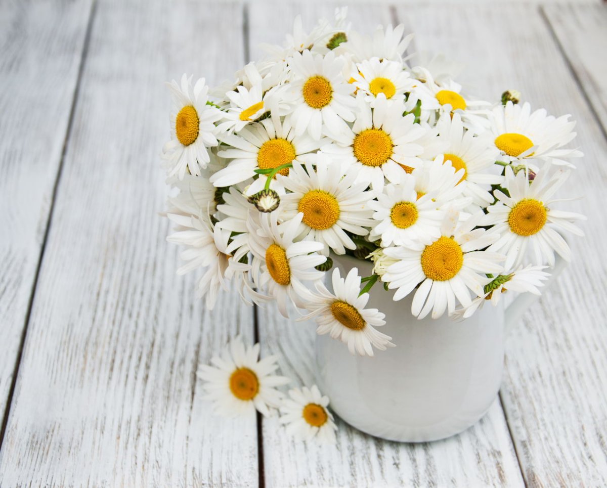 Букет ромашек на кровати