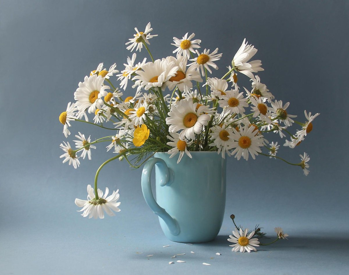 Художник Дарья Чачева