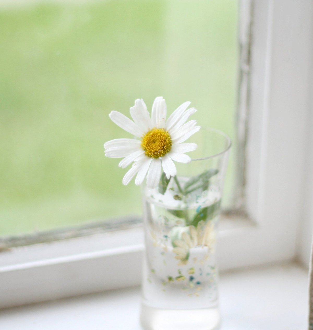 Ромашки в вазе