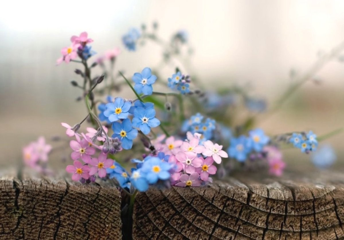 С днем рождения незабудки