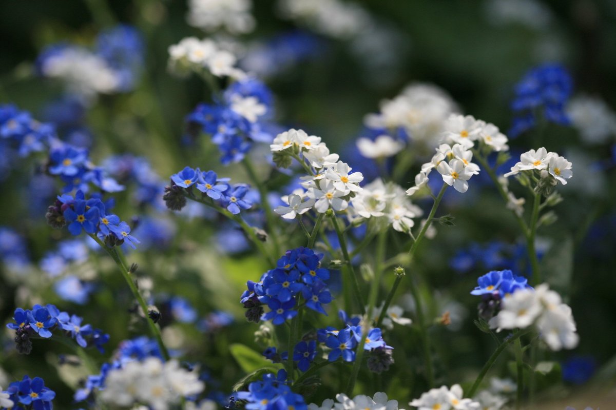 Букет из ромашек и незабудок