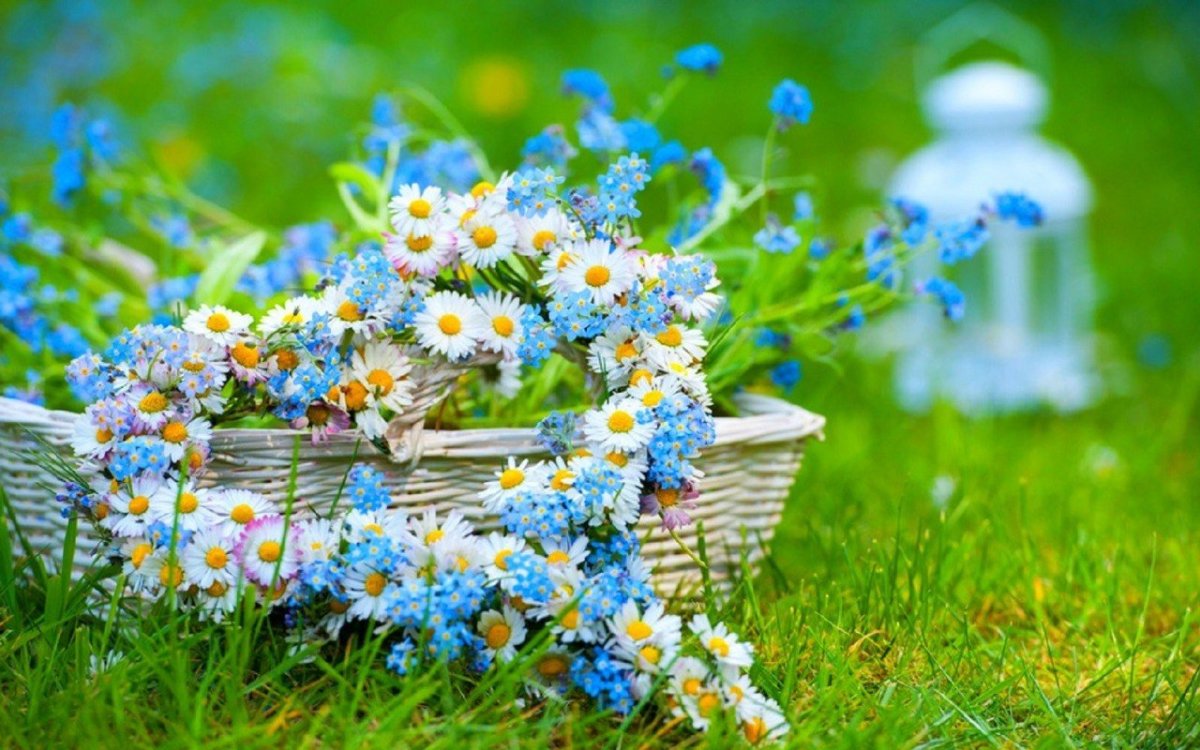 Ромашки и незабудки