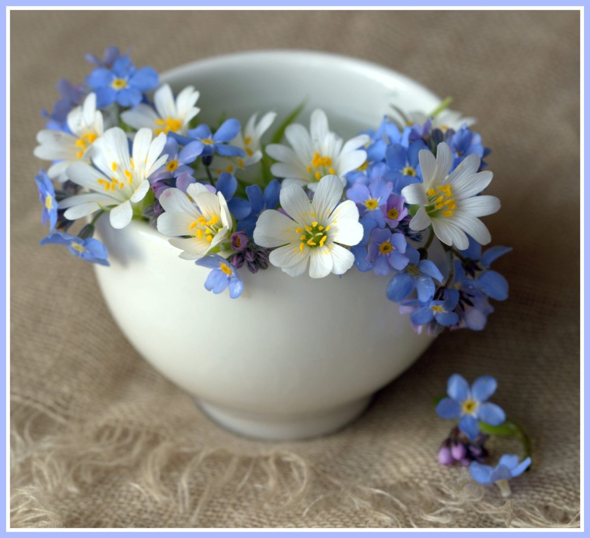 Маленькие голубые весенние цветы