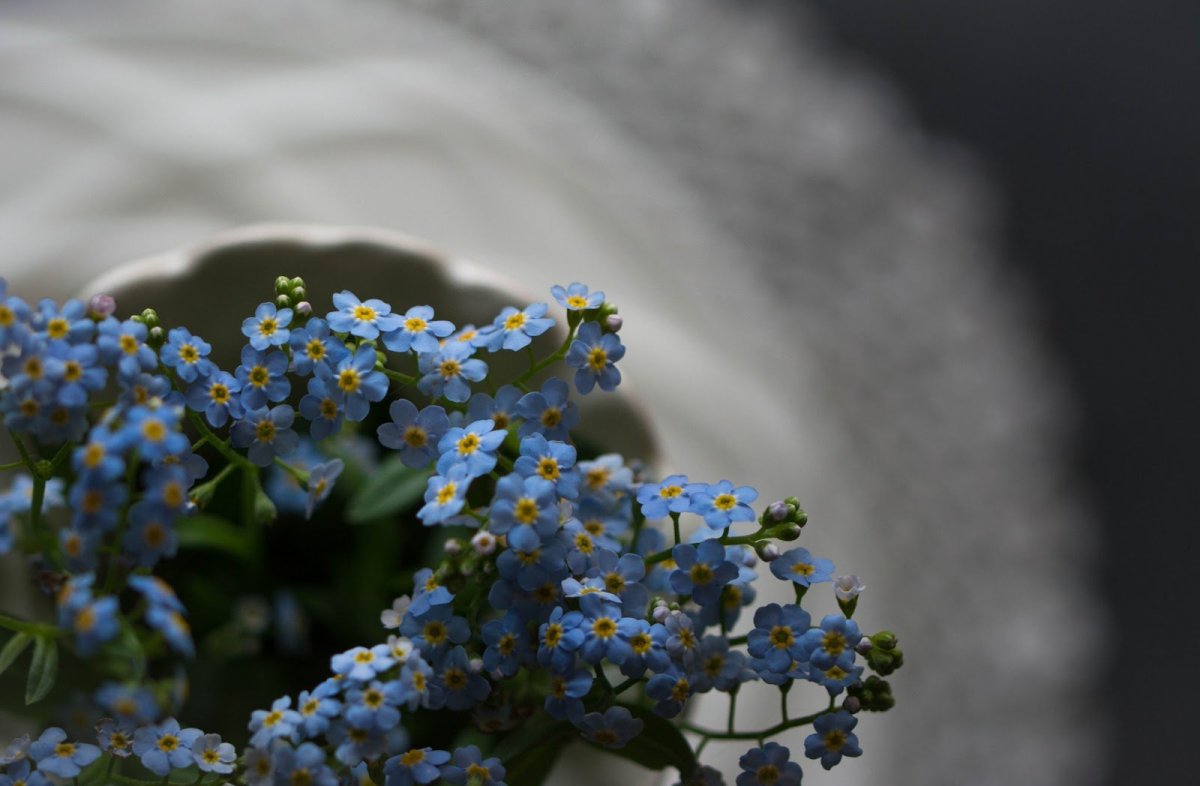 Полевые цветы в кружке