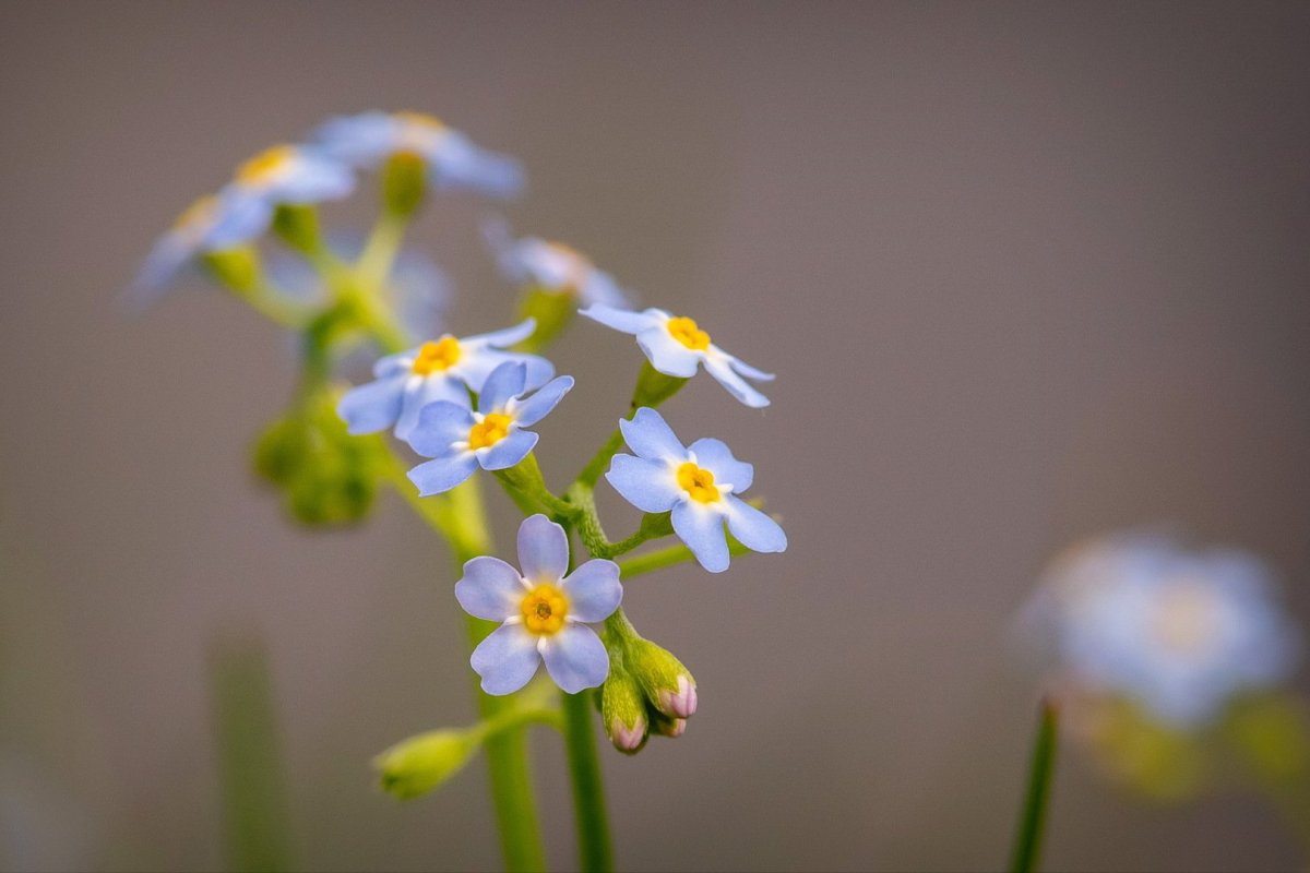 Букет ромашек Эстетика