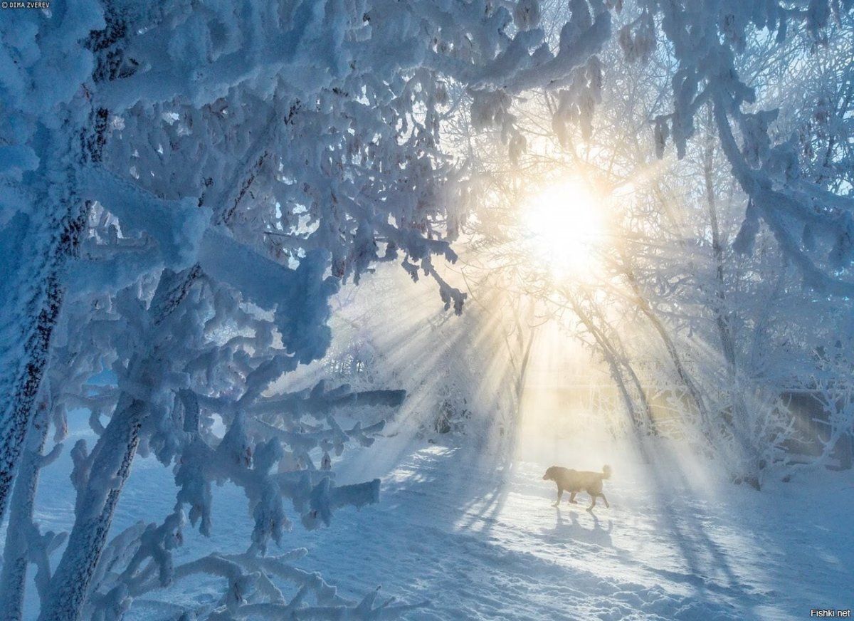 Зимой в лесу