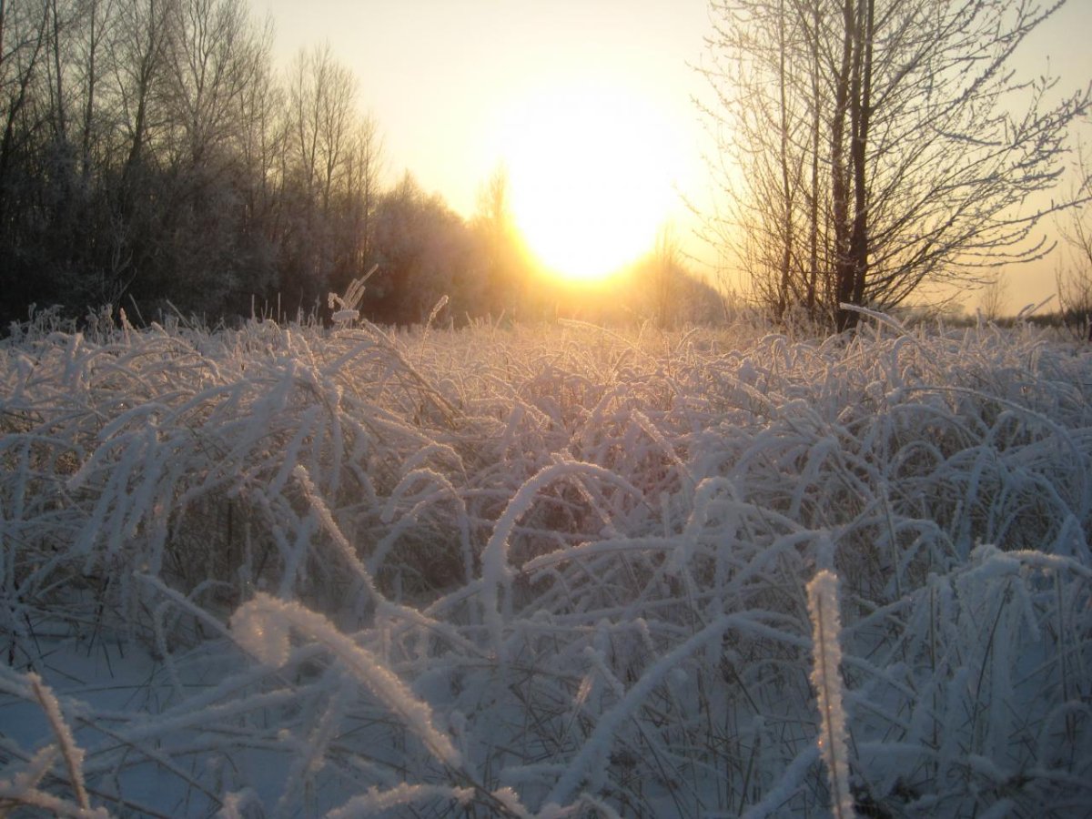 Зимнее утро Мороз и солнце день чудесный