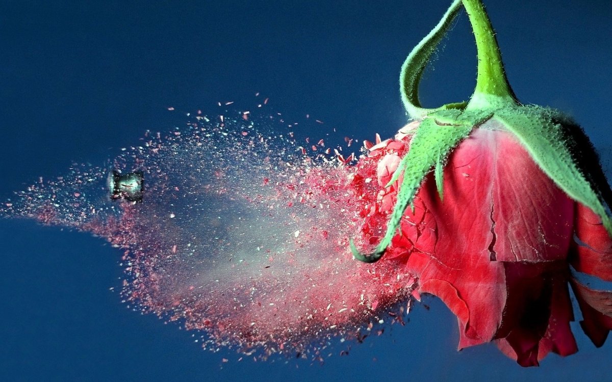 Необычные цветы