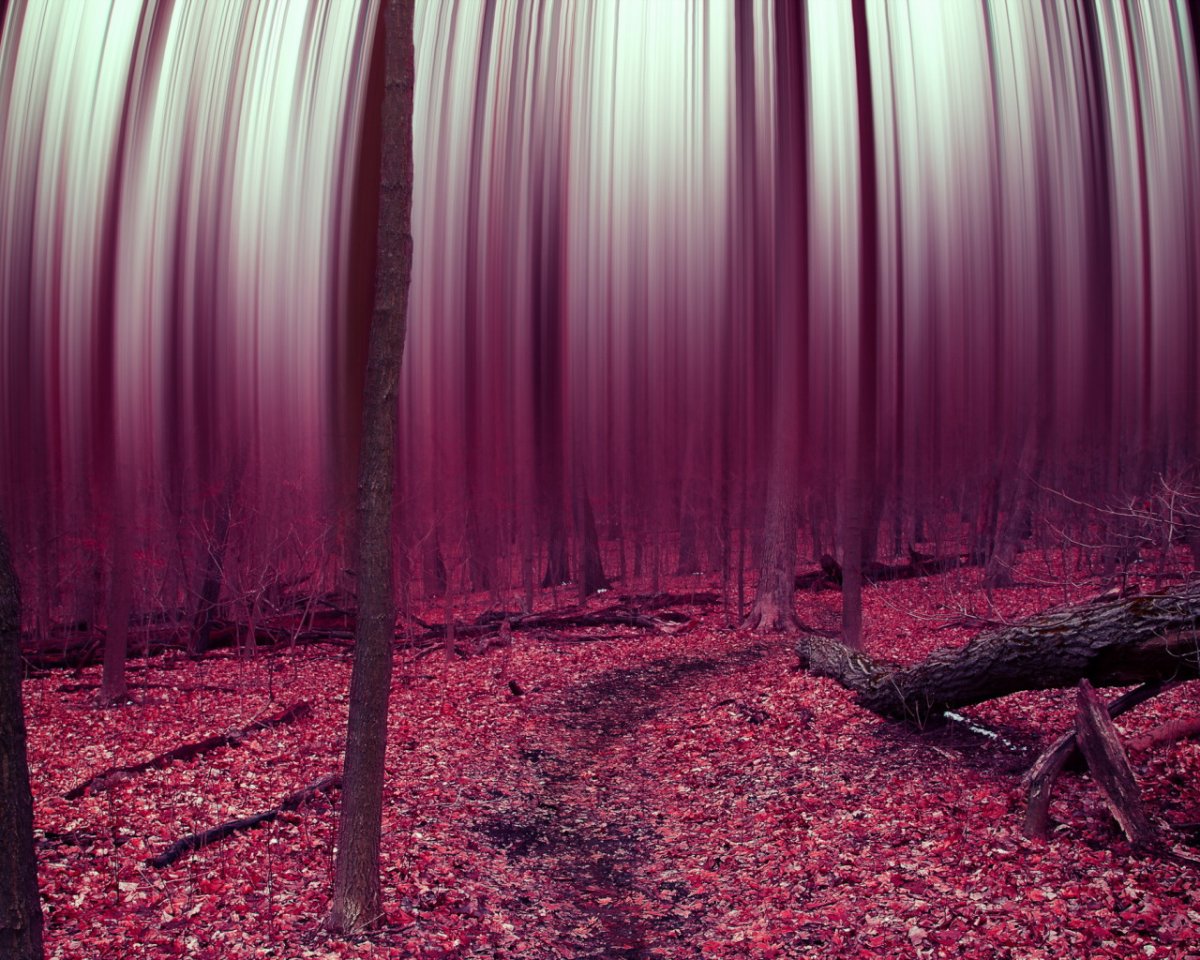 Розовый лес