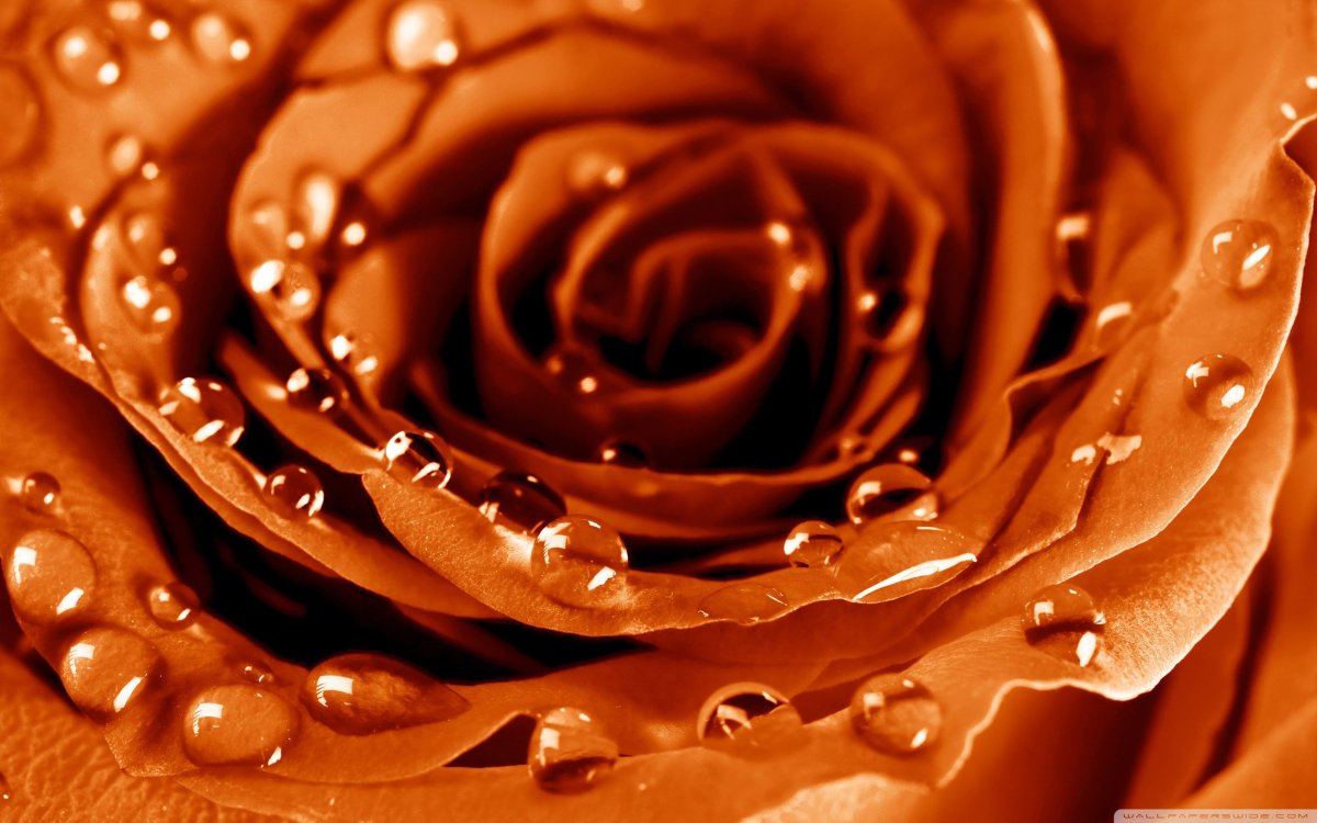 Красивые цвета