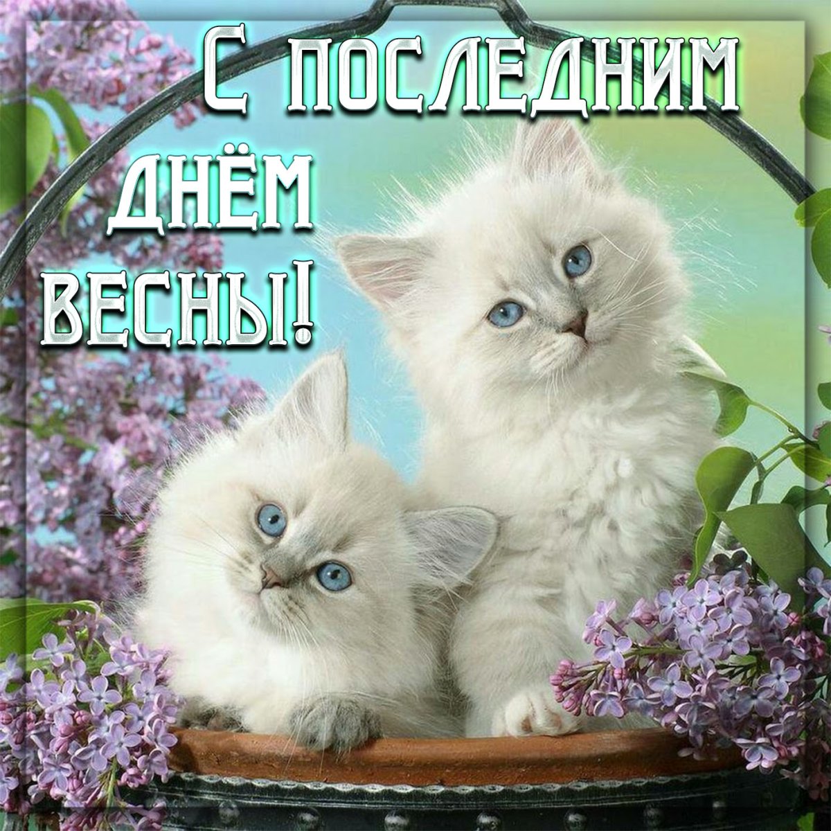 Красивые кошечки