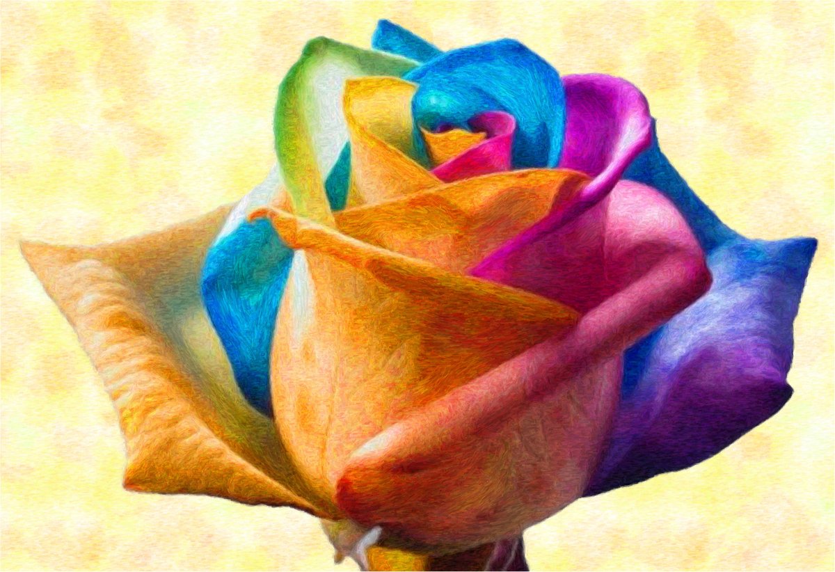 Радужные розы