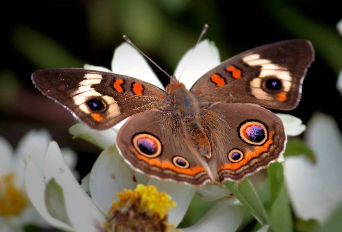 Красивые бабочки