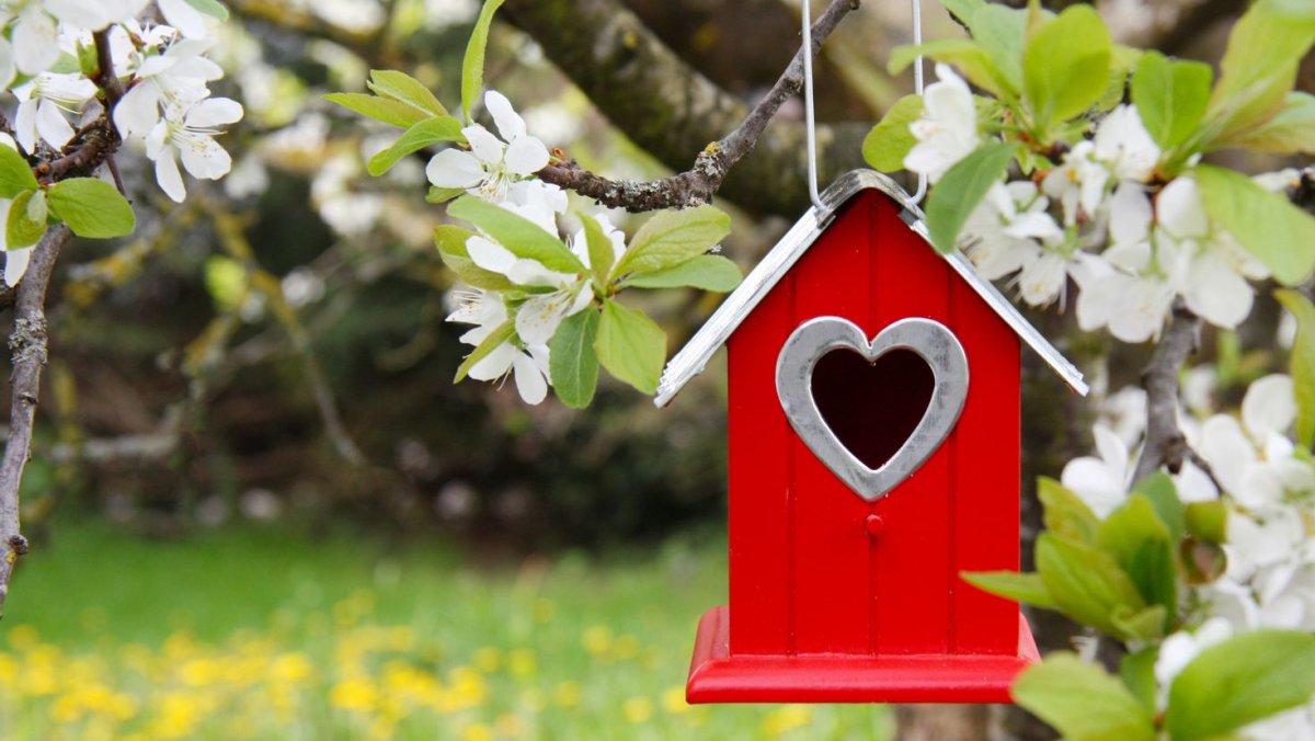 Скворечник на ветке