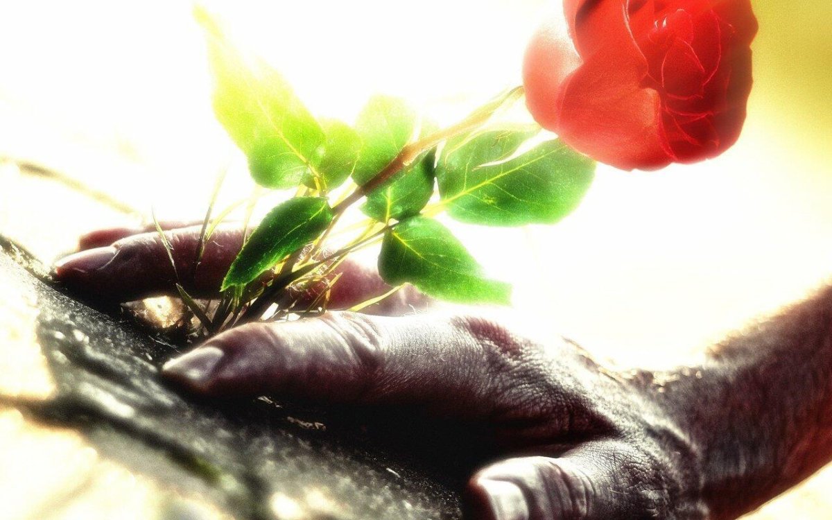 Красивый одинокий цветок