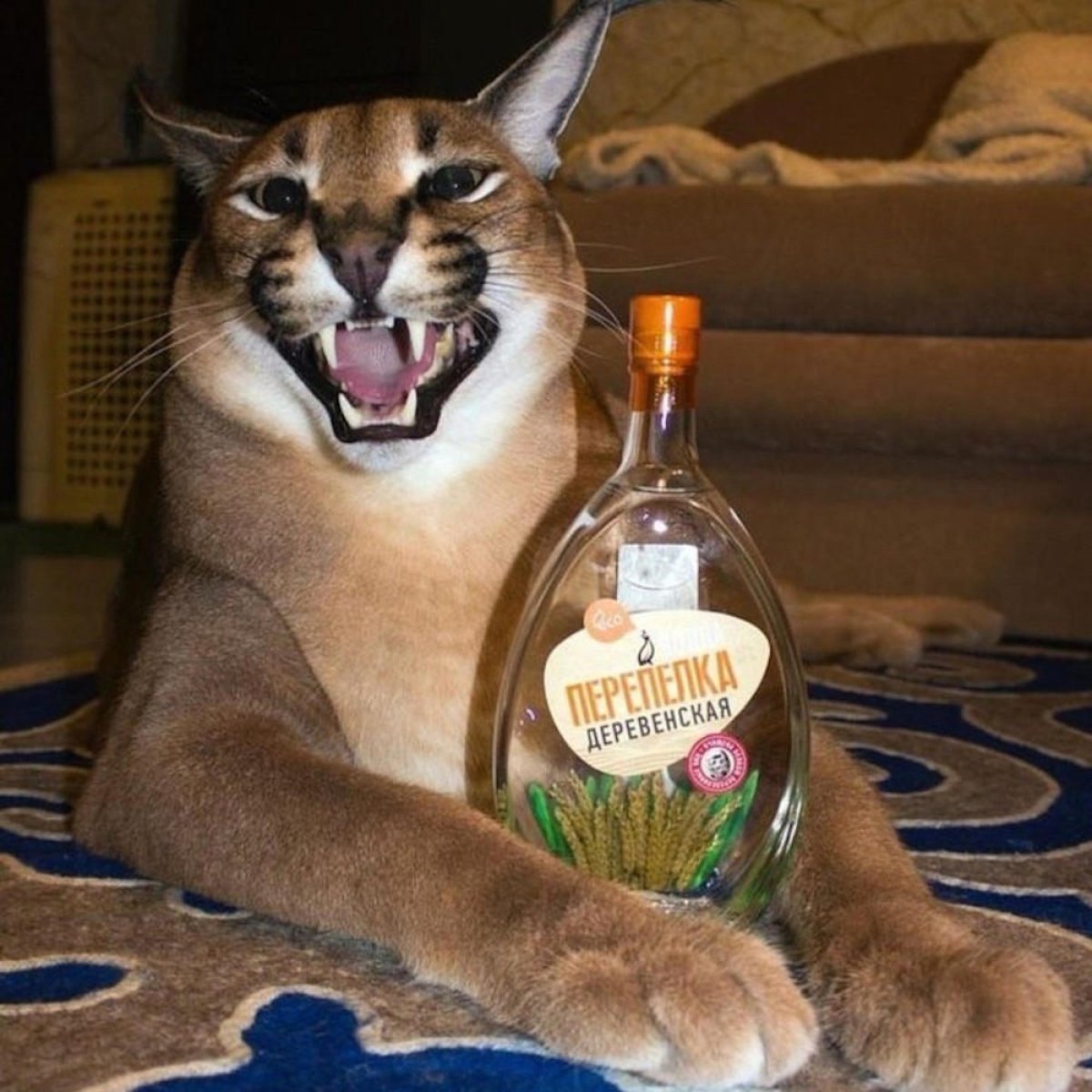 Каракал Гоша большой Шлепа