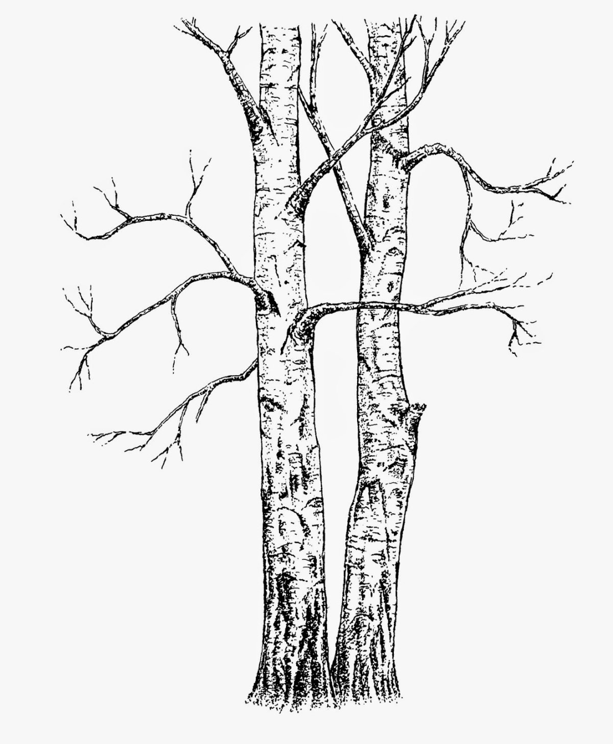 Шаблон ствола дерева для выкладывания