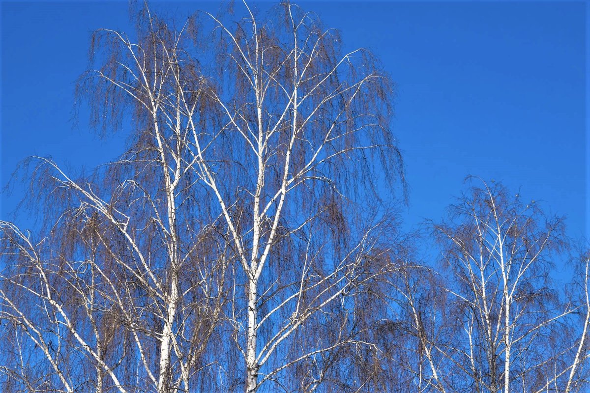 Ствол берёзы с листьями