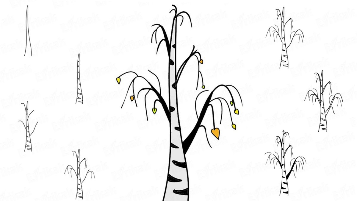 Береза раскраска