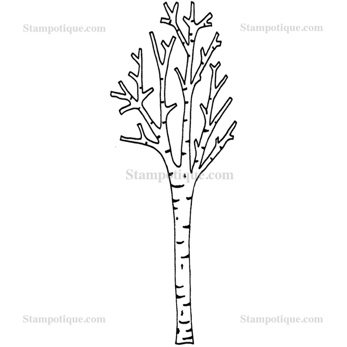 Береза рисунок