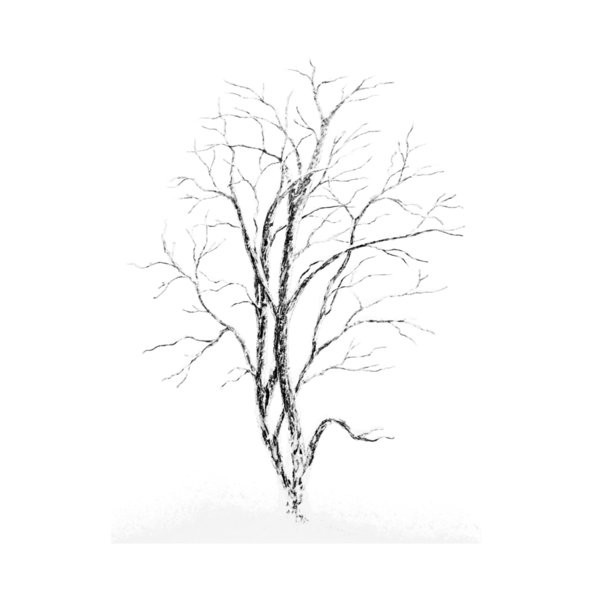 Ствол березы для аппликации