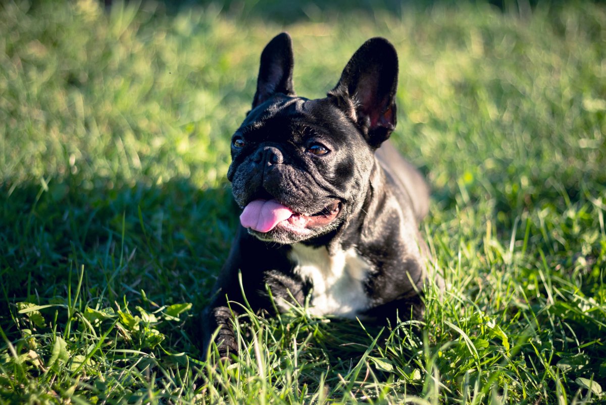 Французский бульдог в полоску