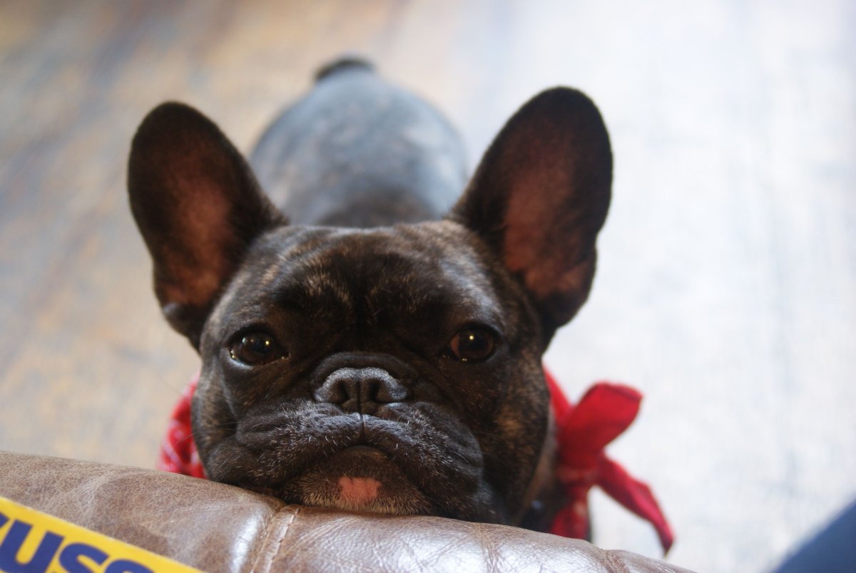 Лысый французский бульдог