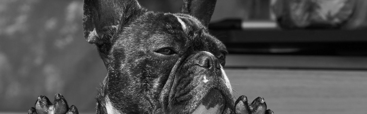 Морда французского бульдога профиль