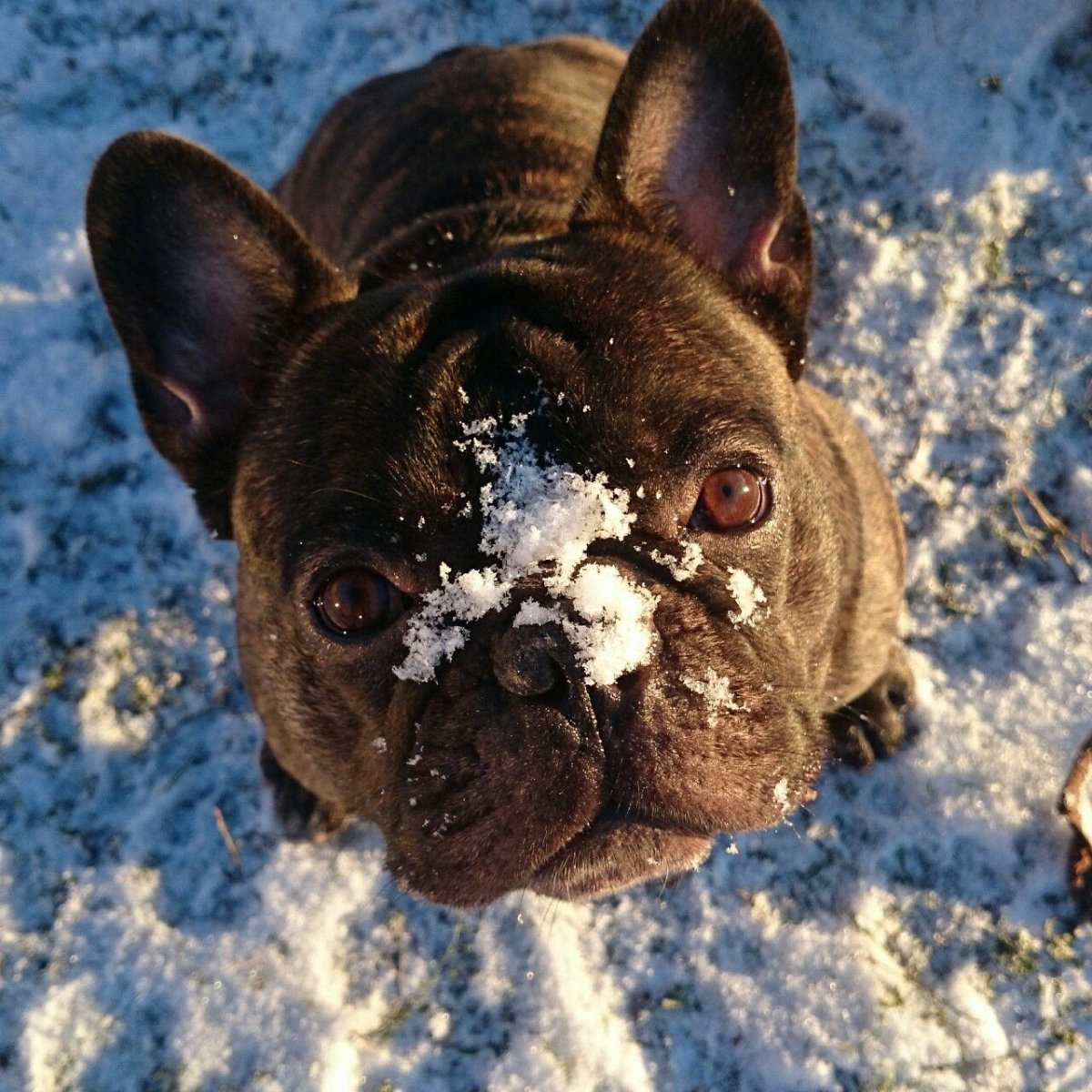 Французский бульдог в снегу
