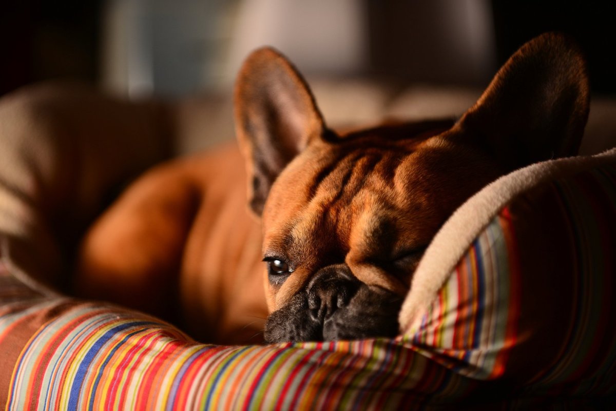 Фон Барон Филимон французский бульдог