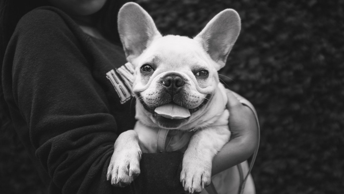 Французский бульдог