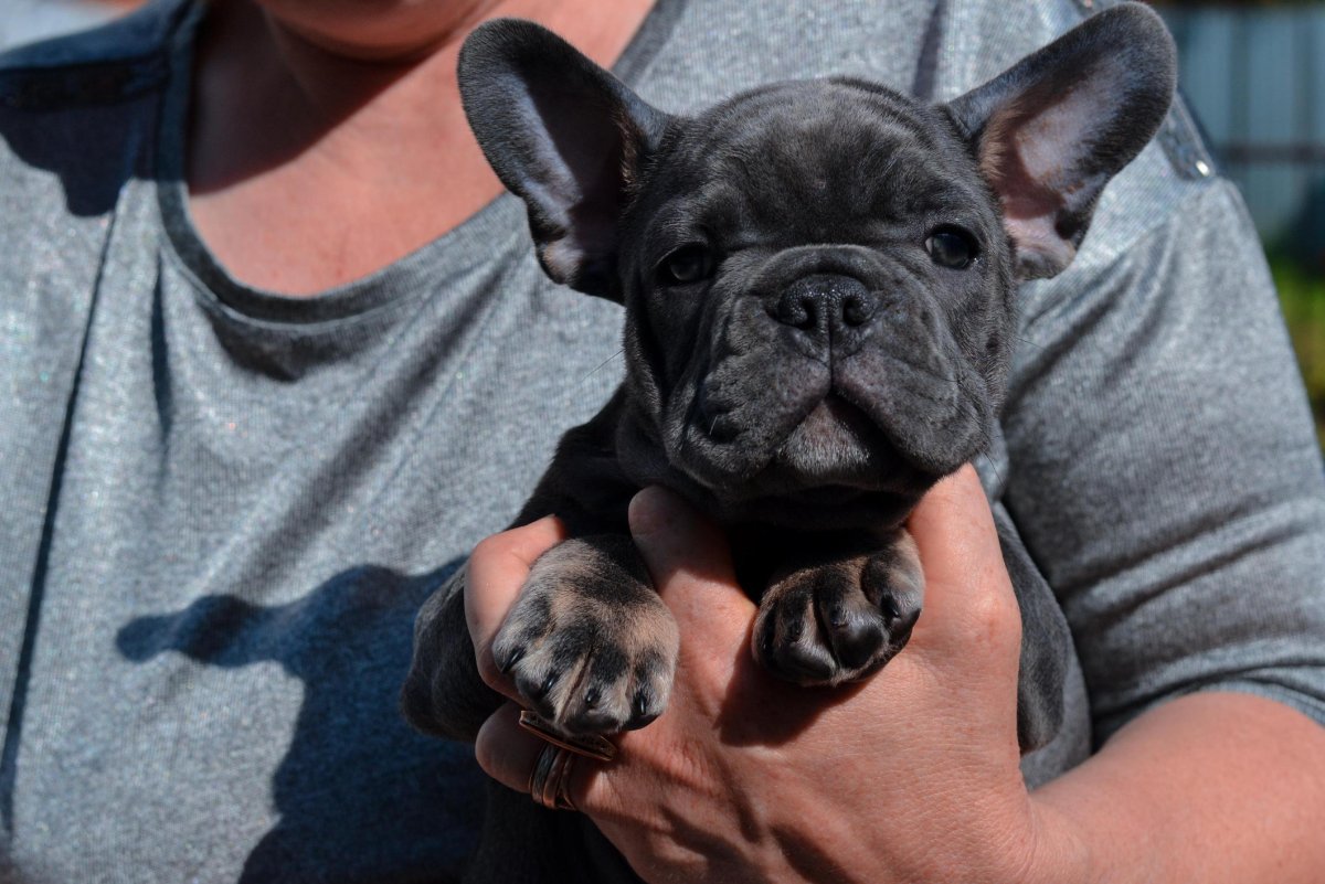 Бельгийский бульдог