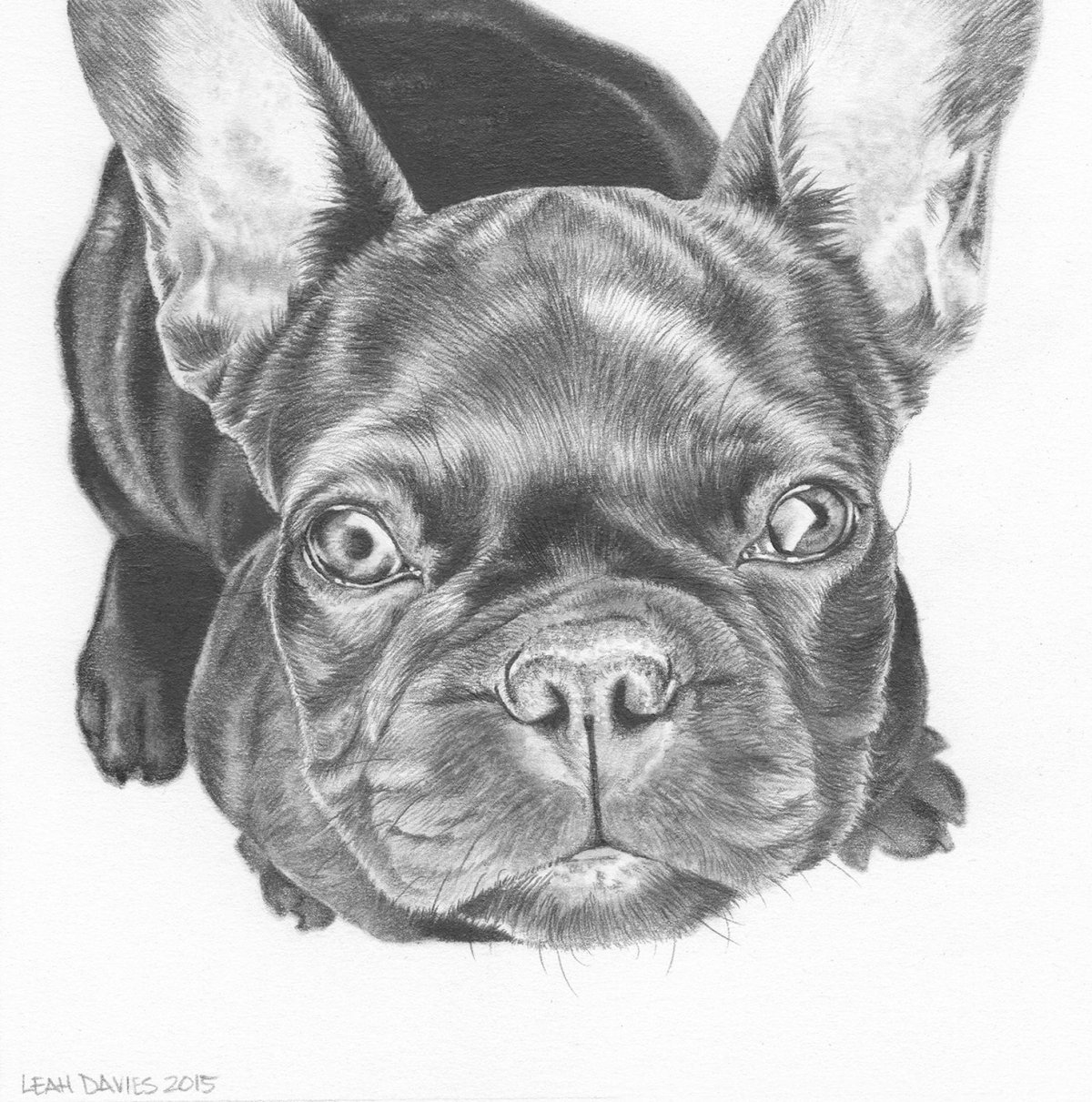 Кастом французский бульдог