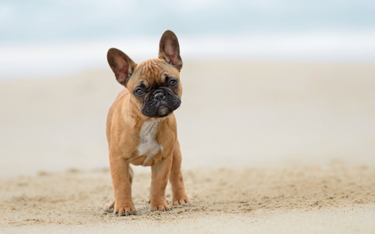 Французский бульдог щенок рыжий