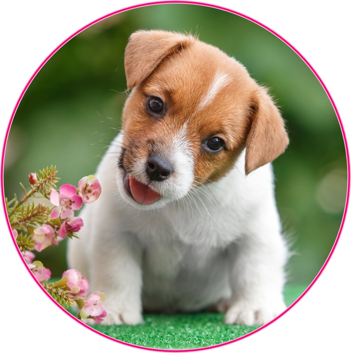 Джек-Рассел-терьер щенок