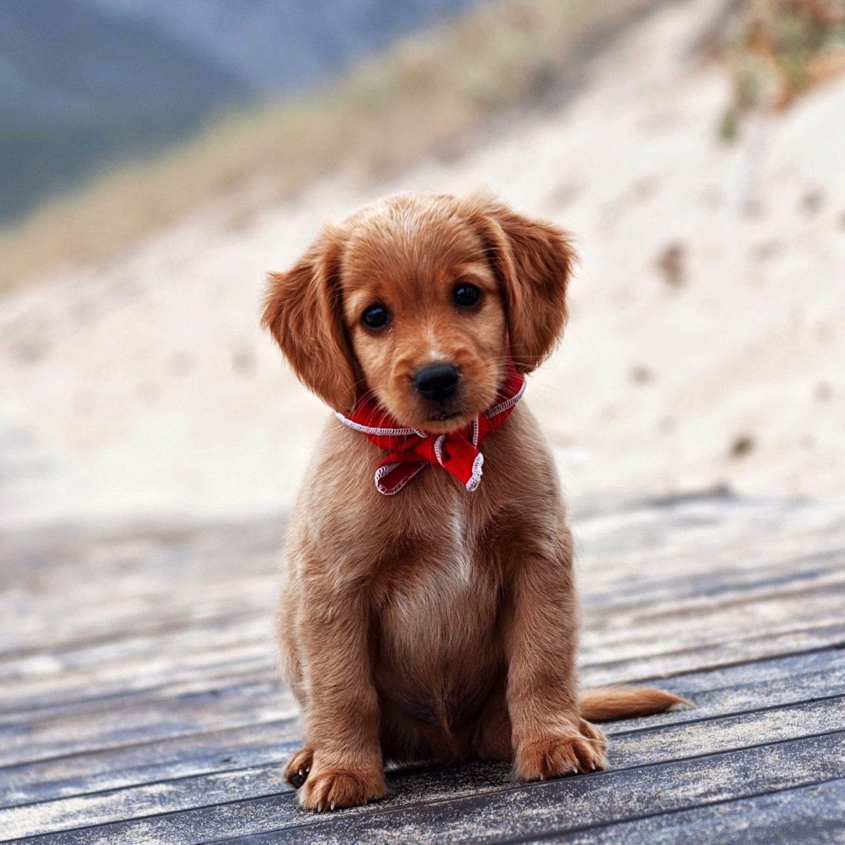 Красивые собаки