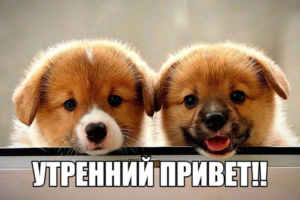 Красивые щенки