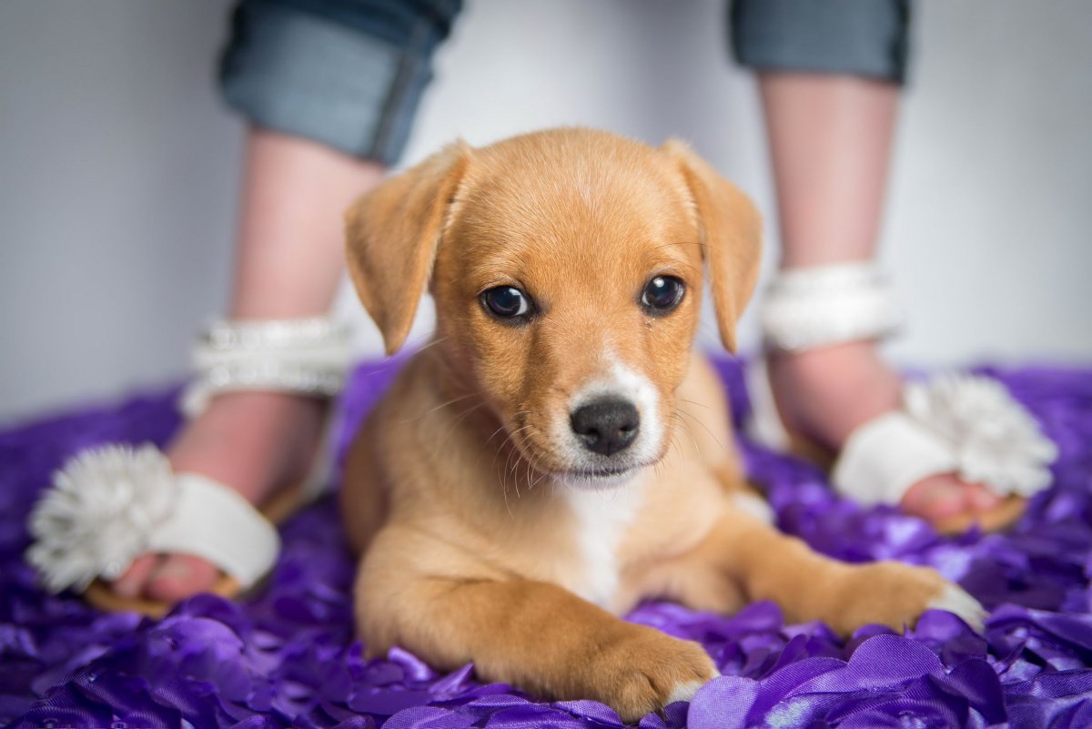 Милые щеночки