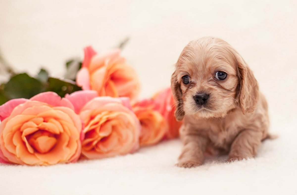 Милашки животные