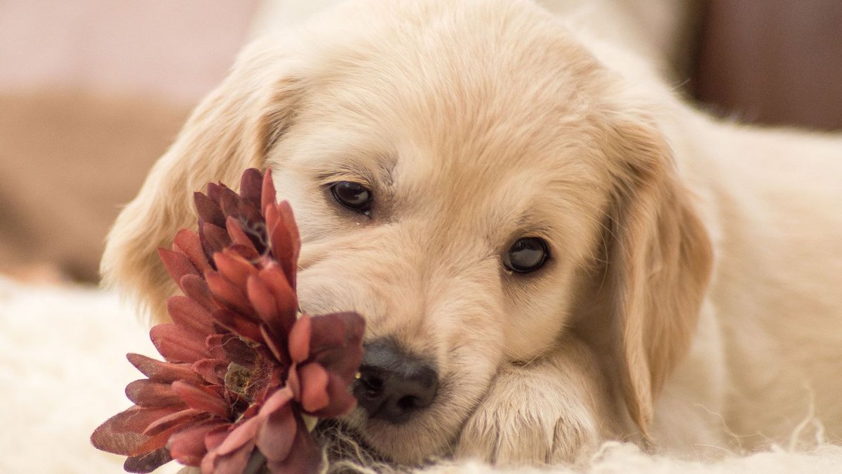 Померанский Пуппи