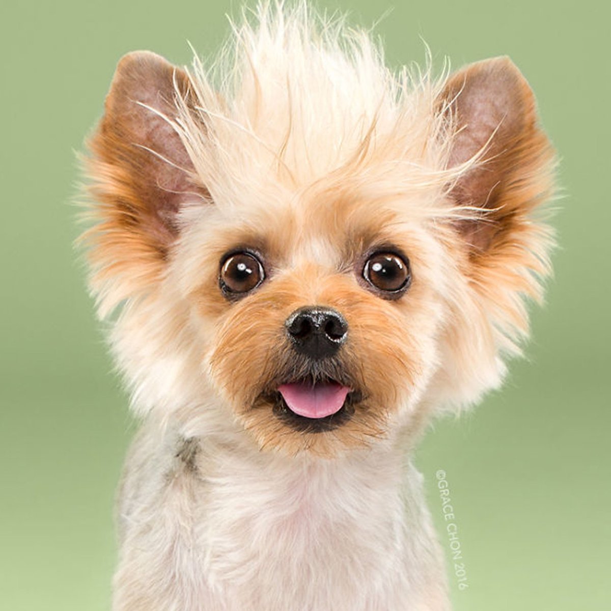 Красивые щеночки