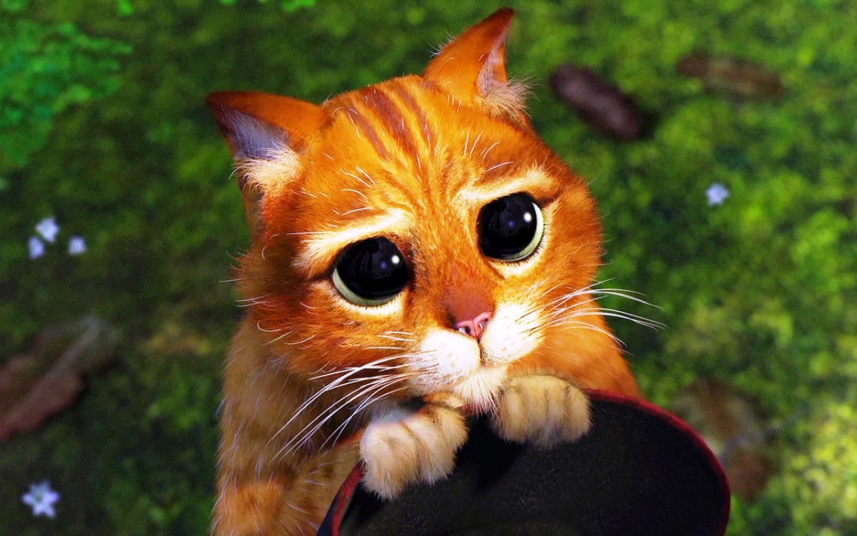 Взгляд кота из Шрека