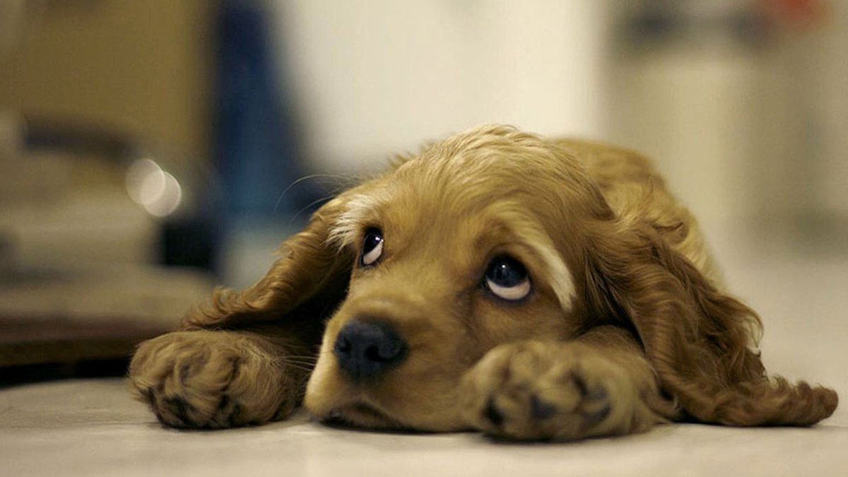 Прости меня собака