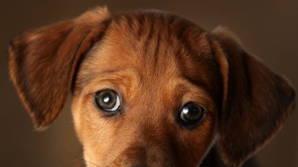 Взгляд собаки