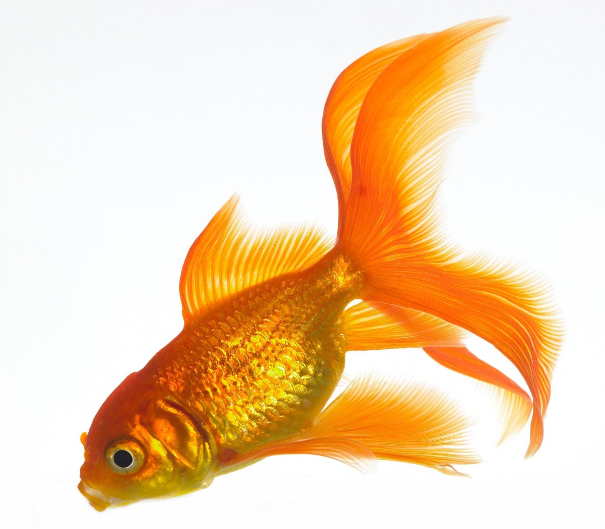 Веерохвост Золотая рыбка