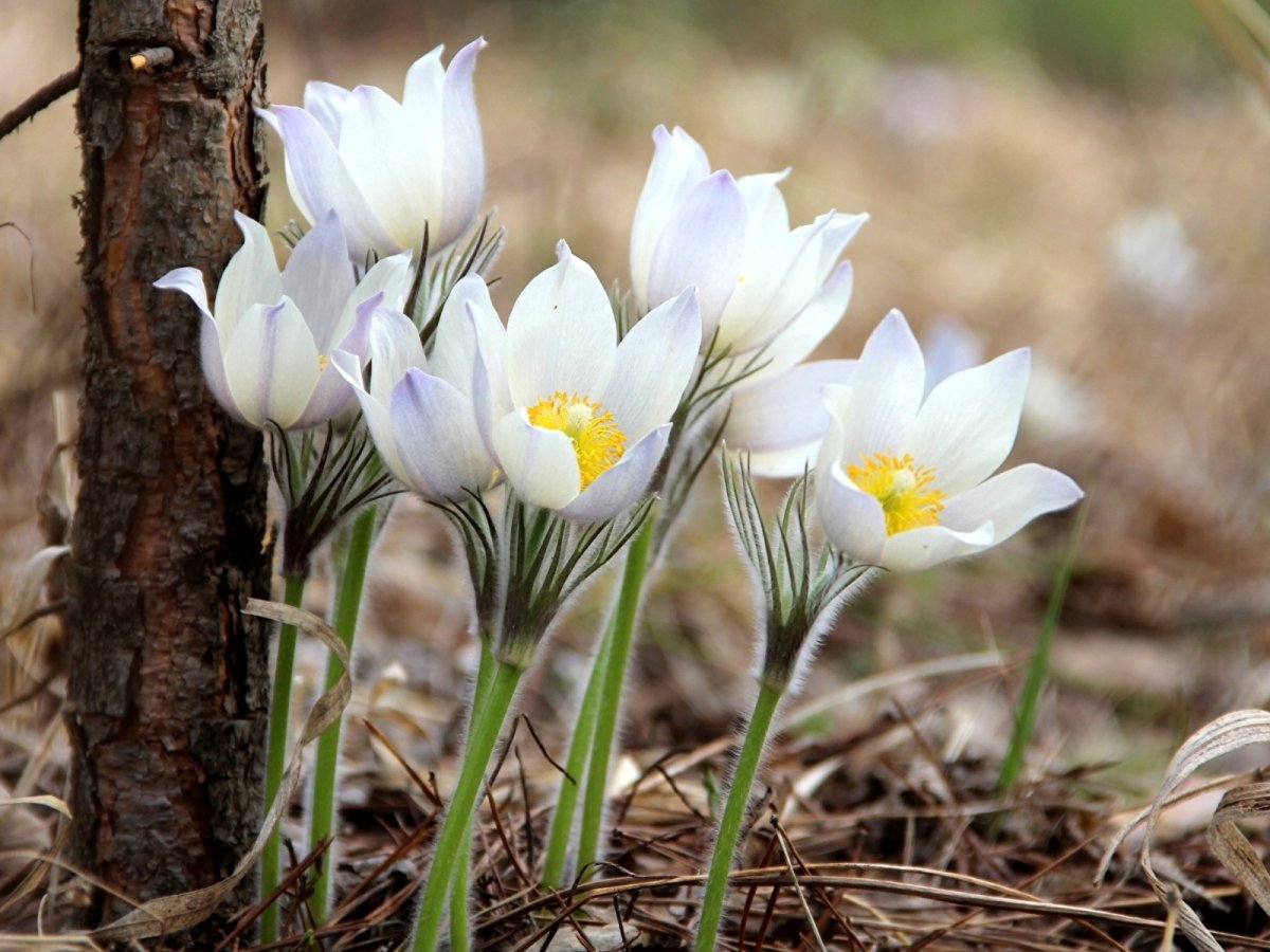 Подснежники цветы ранние