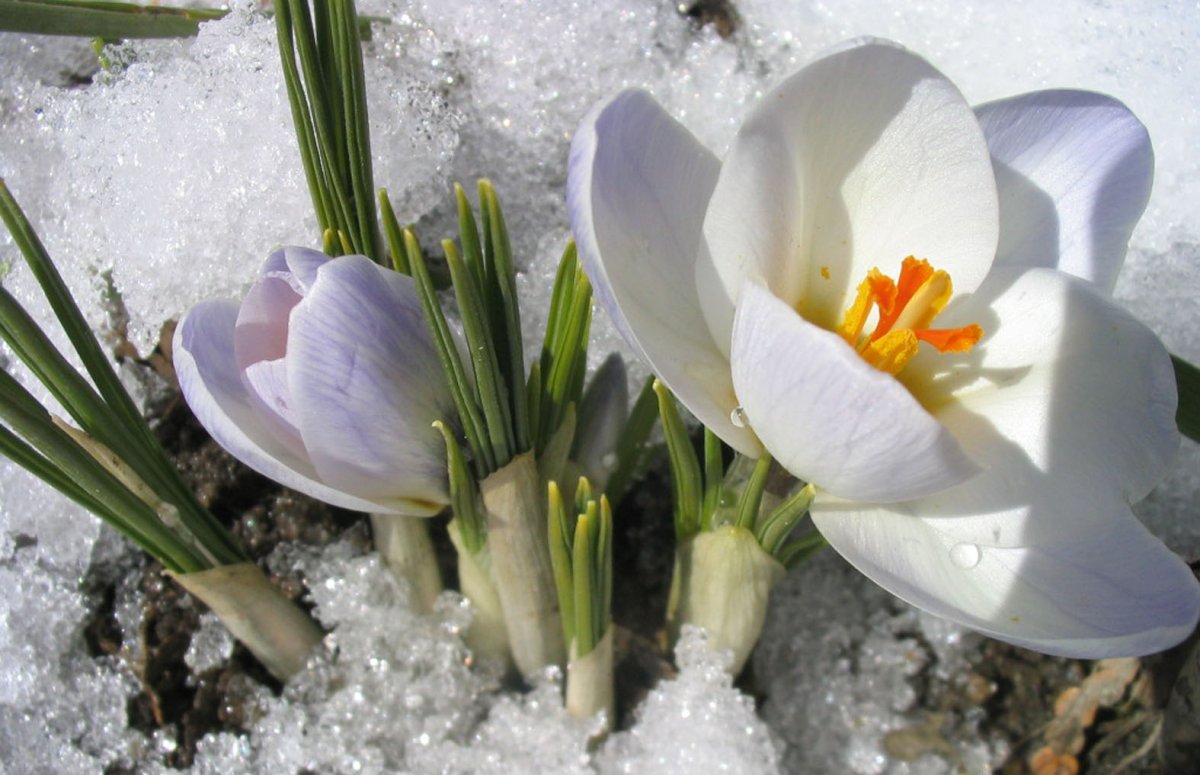 Байчечекей гулу